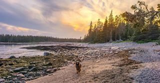 “I never met a sunset I didn’t like.” ↟
↟
↟
📍Acadia National Park, Maine, 2019
↟
↟
↟
Thor loved our sunset on the Wonderland Trail ❤️